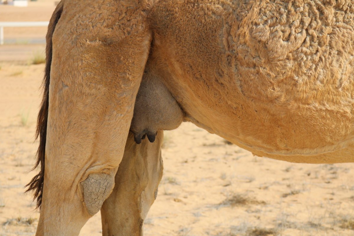 Savon lait de chamelle charbon détox Ahuney - Camel soap Ahuney Dubai - Savon lait de chèvre - Savon lait d'ânesse - Savon naturel artisanal 2