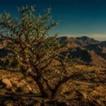 Miel de Sidr du Maroc : l’or sauvage du Haut Atlas